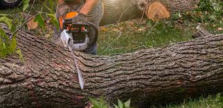 Best Tree and Shrub Care  in Lake Of The Woods, AZ