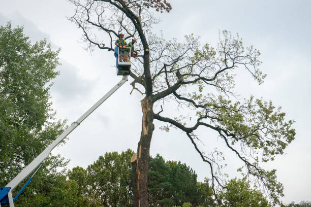 Lake Of The Woods, AZ Tree Services Company