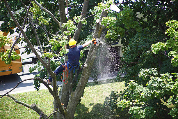 Best Fruit Tree Pruning  in Lake Of The Woods, AZ