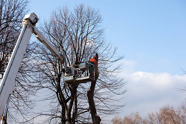 Best Tree Health Inspection  in Lake Of The Woods, AZ